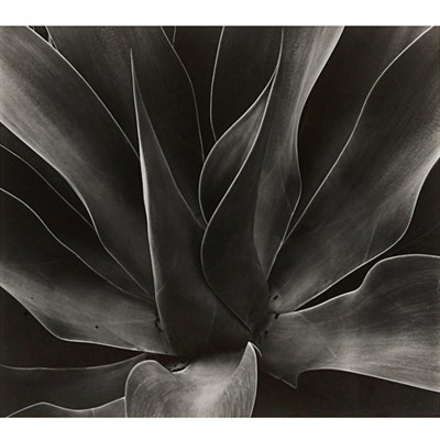 Lot 103 - WESTON, BRETT (1911-1993) [Detail of Agave]....