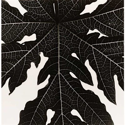 Lot 105 - WESTON, BRETT (1911-1993) Leaf. Silver gelatin...