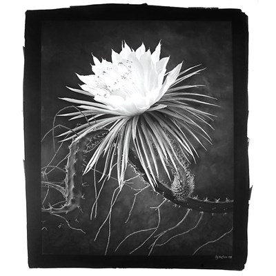 Lot 20 - DE COSSE, CY (b. 1929) Group of two...