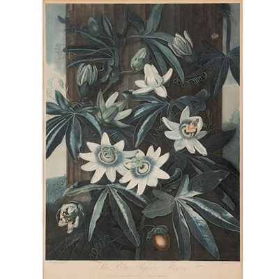 Lot 97 - Dr. Robert Thornton, publisher THE BLUE...