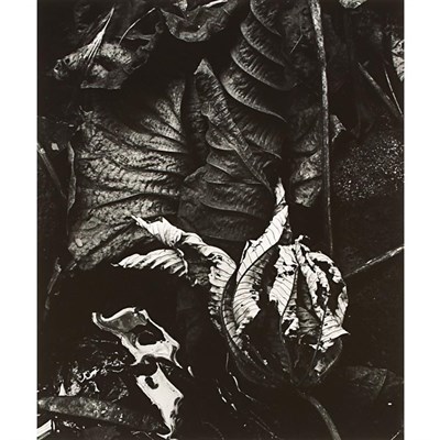 Lot 113 - WESTON, BRETT (1911-1993) Untitled (Dead...