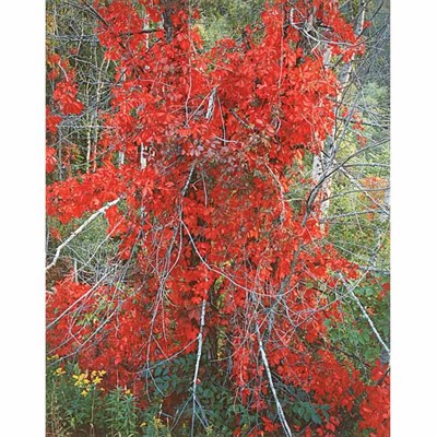Lot 5 - BURKETT, CHRISTOPHER (b. 1951) Red Woodbine at...