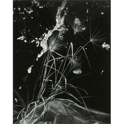 Lot 114 - WESTON, BRETT (1911-1993) [Untitled-Grass by...