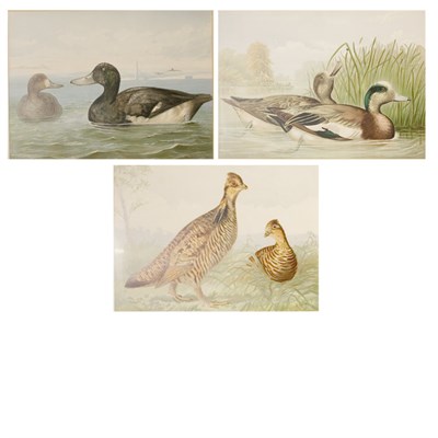 Lot 118 - Alexander Pope PINNEATED GROUSE; THE SCAUP...