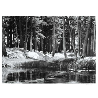 Lot 1 - ADAMS, ANSEL (1902-1984) Lodgepole Pines,...