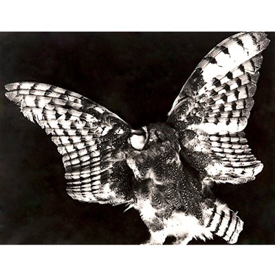Lot 101 - WESTON, BRETT (1911-1993) Dead Owl. Silver...