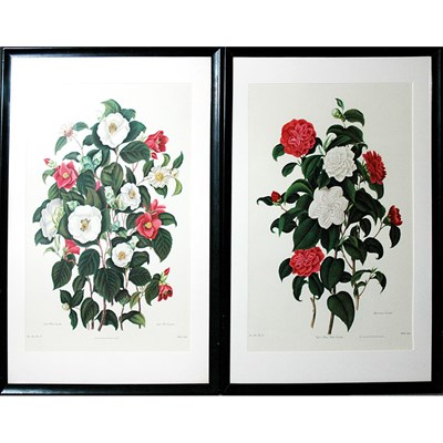 Lot 60 - After Clara Maria Pope SINGLE WHITE CAMELLIA,...