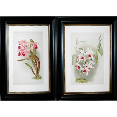 Lot 73 - Joseph Mansell [ORCHID STUDIES] Two...