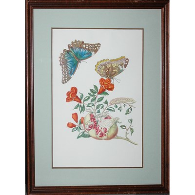 Lot 71 - After Maria Sybilla Merian [BUTTERFLIES AND...