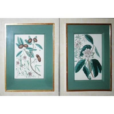 Lot 61 - Marc Catesby [TREE STUDIES] Two hand-colored...