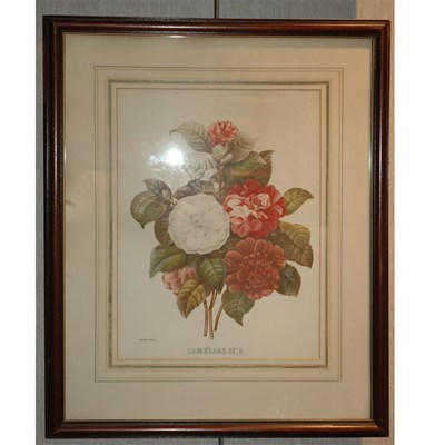 Lot 77 - After Pierre-Joseph Redoute [FLOWER STUDIES]...