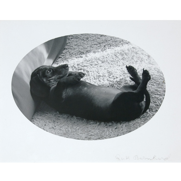 Lot 141 - BERNHARD, RUTH (1905-2006) [Dachshund]. Silver...