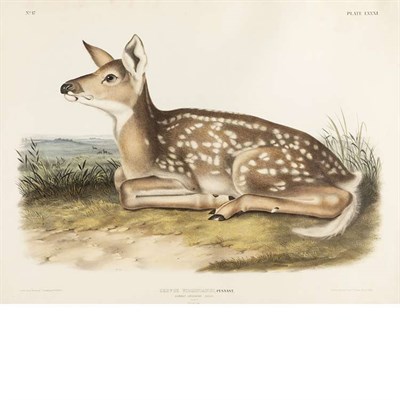 Lot 104 - After John James Audubon COMMON AMERICAN DEER...