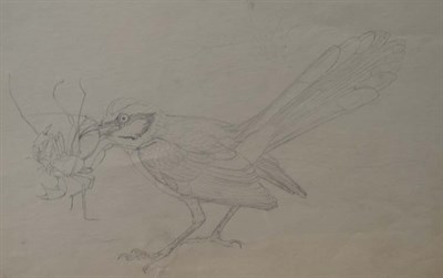 Lot 30 - Louis Agassiz Fuertes American, 1874-1927 A...