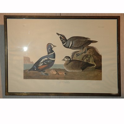 Lot 97 - After John James Audubon HARLEQUIN DUCK Color...