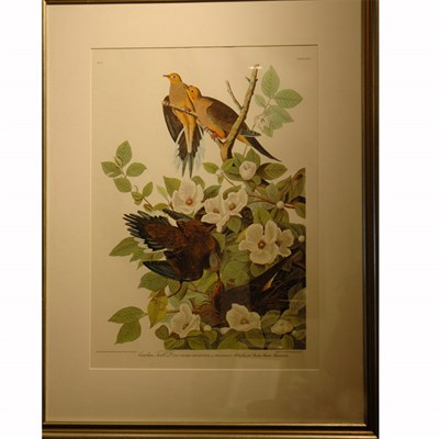 Lot 88 - After John James Audubon CAROLINA TURTLE DOVE...