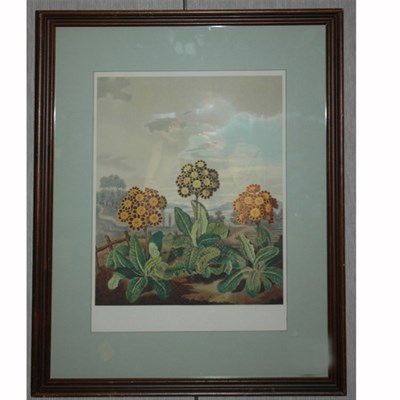 Lot 93 - Samuel Curtis THREE AURICULAS Color...