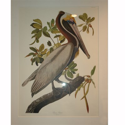 Lot 96 - After John James Audubon BROWN PELICAN Color...