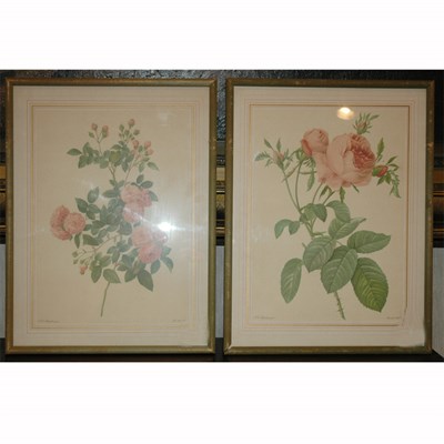 Lot 87 - After Pierre-Joseph Redoute [ROSE STUDIES] Two...