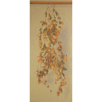 Lot 138 - Gerardo Pita Spanish, b. 1950 Dried Hops, 1993...