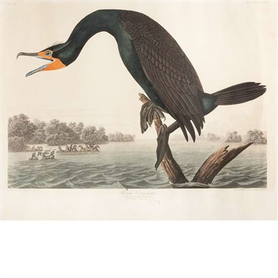 Lot 103 - After John James Audubon FLORIDA CORMORANT...