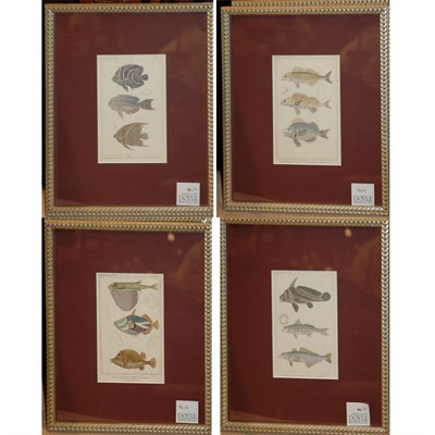 Lot 96 - Artist Unknown [FISH STUDIES] Four...