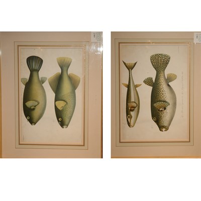 Lot 100 - After L. Speigler [FISH STUDIES] Two...