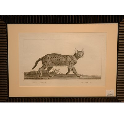 Lot 86 - After Nicholas Marechal FELIS SERVAL Engraving,...
