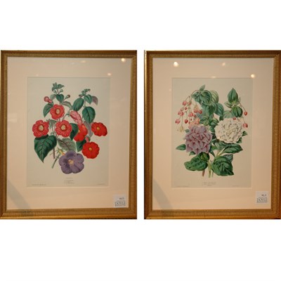 Lot 92 - After Charlotte Caroline Sowerby ACHIMENES...