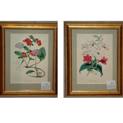 Lot 98 - S. Holden [FLOWER STUDIES] Two hand-colored...
