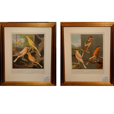 Lot 102 - After W. Rutledge NORWICH CANARIES; CINNAMON...