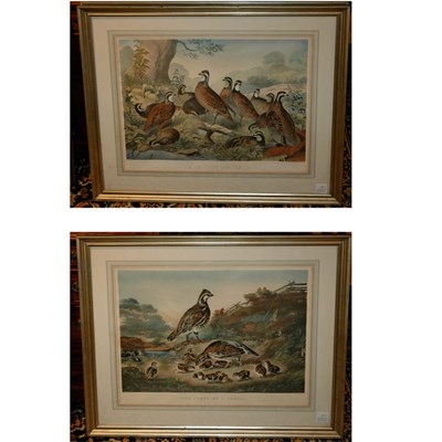 Lot 109 - After J. S. Hill A BEVY OF QUAILS Hand-colored...