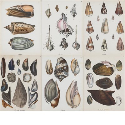 Lot 104 - Friedrich Berge [SHELL STUDIES] Six...