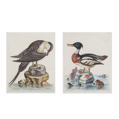 Lot 123 - George Edwards (1694-1773) THE ARCTICK BIRD;...