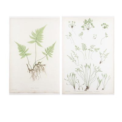 Lot 213 - Bradbury & Evans, printers [FERN STUDIES] Two...