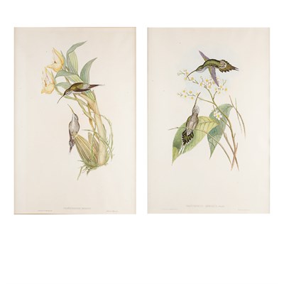 Lot 202 - J. Gould & H.C. Richter [HUMMERBIRD STUDIES]...
