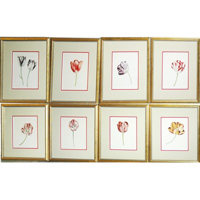 Lot 99 - Artist Unknown [TULIP STUDIES] Eight color...