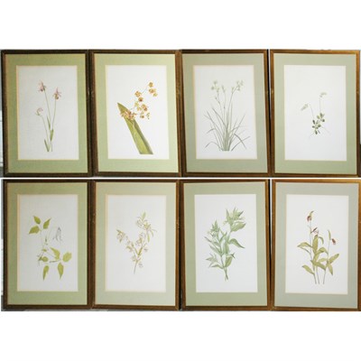 Lot 105 - Artist Unknown [PLANT STUDIES] Eight color...