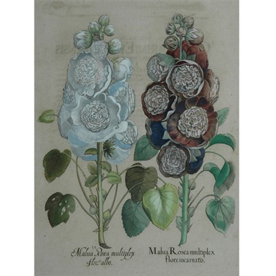 Lot 67 - Basilius Besler MALUA ROSEA MULTIPLEX...