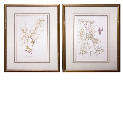 Lot 80 - Artist Unknown [PLANT STUDIES] Two...