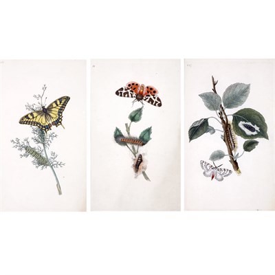 Insect Studies