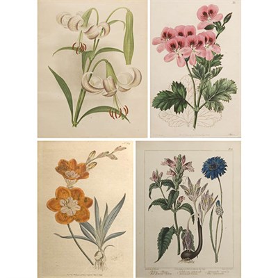 Lot 76 - After Sydenham Edwards [FLOWER STUDIES]...