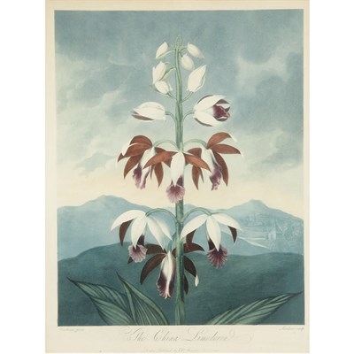 Lot 66 - Dr. Robert Thornton, publisher THE CHINA...