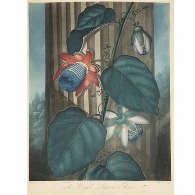 Lot 65 - Dr. Robert Thornton, publisher THE DRAGON ARUM;...