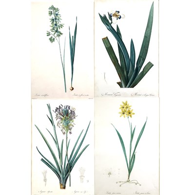 Lot 240 - After Pierre-Joseph Redoute (1759-1840) AGAVE...