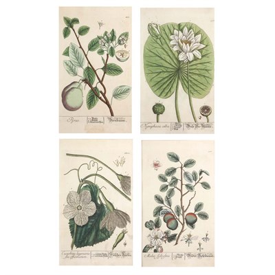 Lot 217 - After Mrs. Elizabeth Blackwell (1700-1758)...