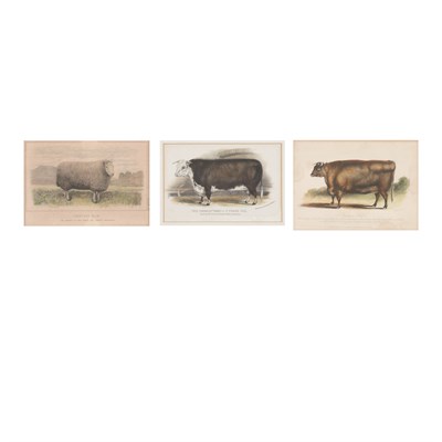 Lot 64 - After W. H. Davis A DURHAM HEIFER; A NORTH...