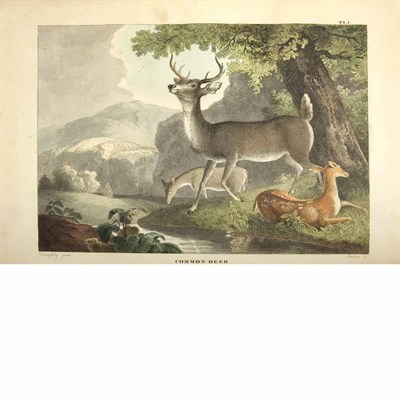 Lot 133 - [COLOR PLATE] The Cabinet of Natural History...