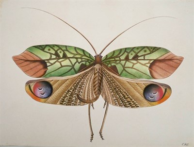 Lot 24 - European School 19th Century Study of a Moth...