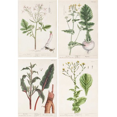 Lot 86 - Elizabeth Blackwell [PLANT STUDIES] Four...